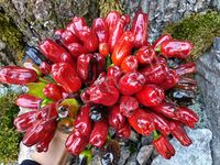 Pepper 'Turkish Flower Biber'