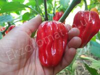 Pepper 'Ugandan Red Habanero'