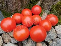 Tomato 'Victorian Dwarf No. 1'
