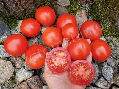 Tomato 'Victorian Dwarf No. 1'