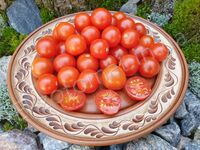 Tomato "Vilma"