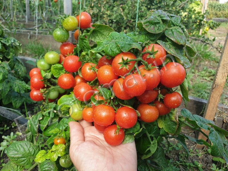 Tomato "Vilma"