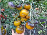 Tomato 'Wagner Blue Green'