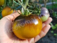 Tomato 'Wagner Blue Green'