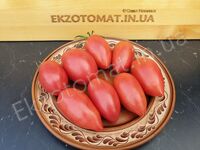 Tomato 'Wagner's Italian'