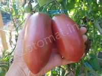 Tomato 'Wessel's Purple Pride'