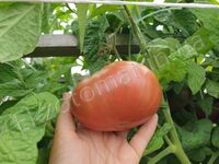 Tomato 'Dwarf Wild Spudleaf'