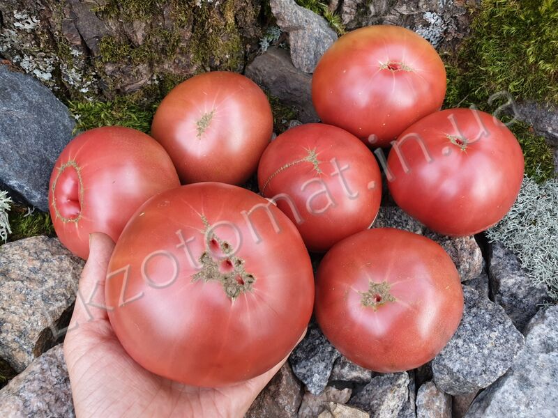 Tomato 'Dwarf Wild Spudleaf'