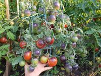 Tomato 'Woolly Kate Red'