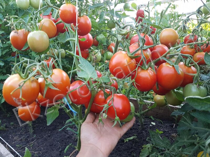 Tomato Yamal