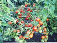 Tomato Yamal