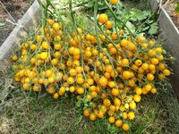 Томат 'Yellow Quartz Multiflora'
