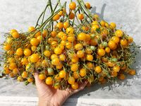 Томат 'Yellow Quartz Multiflora'