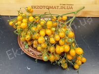 Томат "Yellow Quartz Multiflora"
