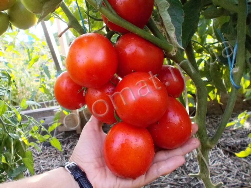 Tomato "Yuliana"