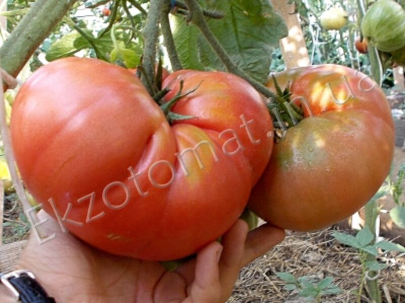 Tomato 'Juwel Rozovyi'
