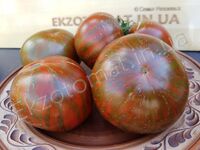 Tomato 'Zebra Ezel'