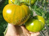 Tomato 'Zebra Zolta'
