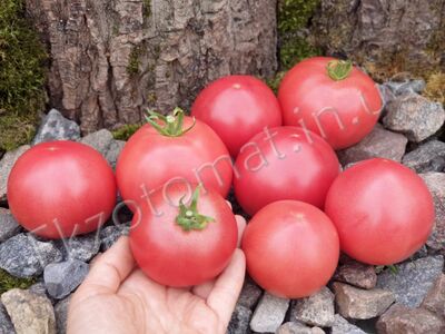 Tomato 'Zhefen Short'