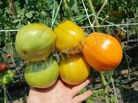 Tomato 'Yellow torbicki'