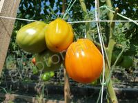 Tomato 'Yellow torbicki'