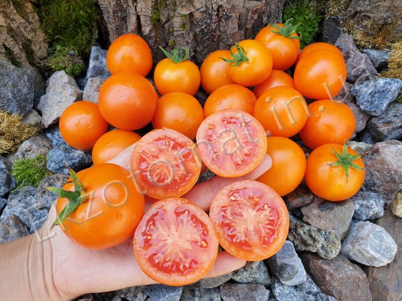 Tomato 'Zlatava'