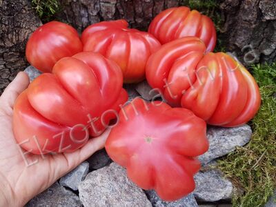 Tomato 'Zapotec'